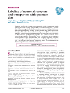 Labeling of neuronal receptors and transporters with quantum dots Jerry C. Chang,