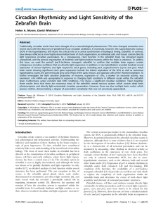 Circadian Rhythmicity and Light Sensitivity of the Zebrafish Brain