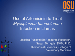 Use of Artemisinin to Treat Infection in Llamas Mycoplasma haemolamae