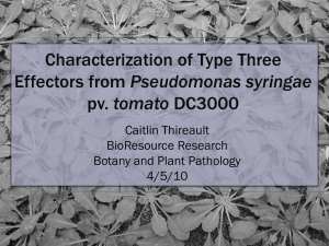 Characterization of Type Three Pseudomonas syringae tomato Caitlin Thireault