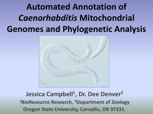 Automated Annotation of Genomes and Phylogenetic Analysis Caenorhabditis Jessica Campbell