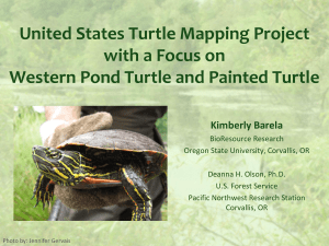 United States Turtle Mapping Project with a Focus on Kimberly Barela