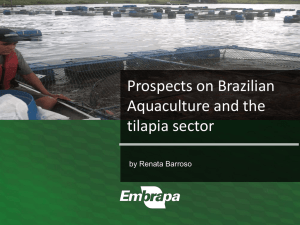 Prospects on Brazilian Aquaculture and the tilapia sector by Renata Barroso