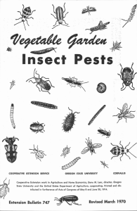 Insect Pests Ve9etaide