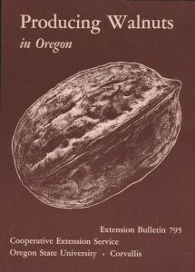 Producing Walnuts in Oregon Oregon State University Extension Bulletin 795