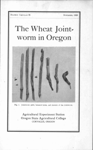 The Wheat Joint. worm in Oregon 4 Agricultural Experiment Station