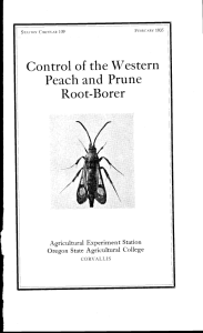 Control of the Western Peach and Prune Root-Borer Agricultural Experiment Station