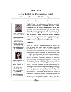 How to Protect the Chromosomal Ends? Telomerase, Chromosome Stability and Aging