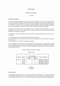 - CRUSTACEA Nephrops norvegicus