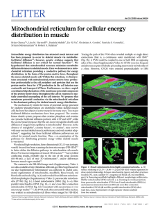 LETTER Mitochondrial reticulum for cellular energy distribution in muscle