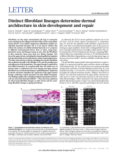 LETTER Distinct fibroblast lineages determine dermal architecture in skin development and repair