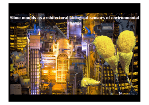 Slime moulds as architectural-biological sensors of environmental change