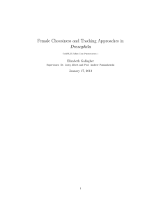 Female Choosiness and Tracking Approaches in Drosophila Elizabeth Gallagher January 17, 2013