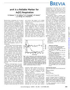 arrA Is a Reliable Marker for As(V) Respiration
