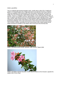 1  This is a relatively fast growing evergreen shrub, usually seen... spread. It is frequently grown as a hedge plant and...