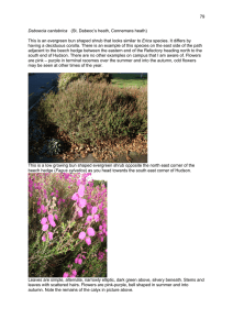 79  Erica having a deciduous corolla. There is an example of this...