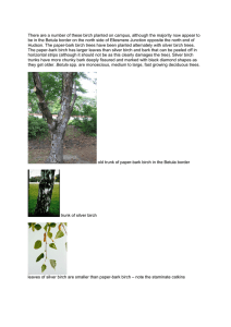 There are a number of these birch planted on campus,... be in the Betula border on the north side of...