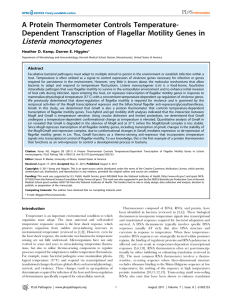 Listeria monocytogenes A Protein Thermometer Controls Temperature-