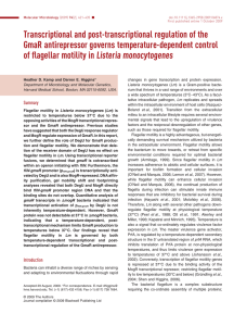 Transcriptional and post-transcriptional regulation of the GmaR antirepressor governs temperature-dependent control