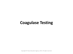 Coagulase Testing Copyright © Texas Education Agency, 2014. All rights reserved. .