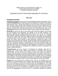 1990 Summary of Avocado Research, pages 3-12 Avocado Research Advisory Committee