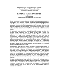 1992 Summary of Avocado Research pages 16 Avocado Research Advisory Committee