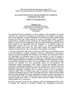 1996 Avocado Research Symposium pages 35-37