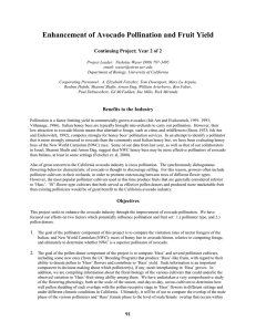 Enhancement of Avocado Pollination and Fruit Yield