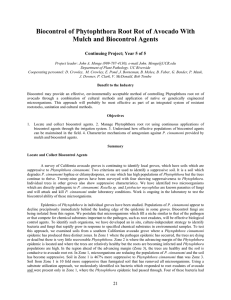 Biocontrol of Phytophthora Root Rot of Avocado With