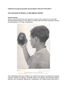 California Avocado Association Annual Report 1918 and 1919 4:58-74