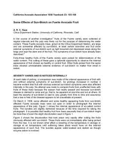 Some Effects of Sun-Blotch on Fuerte Avocado Fruit