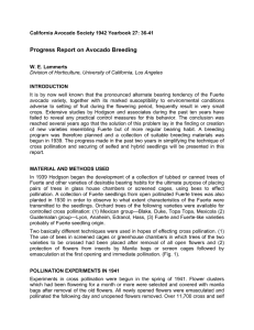 Progress Report on Avocado Breeding