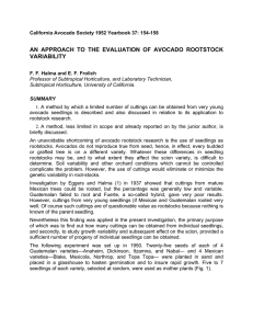 AN APPROACH TO THE EVALUATION OF AVOCADO ROOTSTOCK VARIABILITY