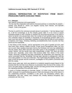 ASEXUAL REPRODUCTION OF ROOTSTOCK FROM HEAVY- PRODUCING FUERTE AVOCADO TREES