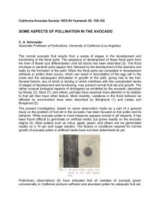 SOME ASPECTS OF POLLINATION IN THE AVOCADO