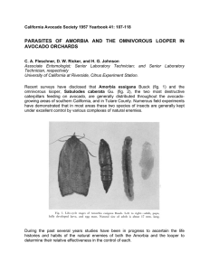 PARASITES OF AMORBIA AND THE OMNIVOROUS LOOPER IN AVOCADO ORCHARDS