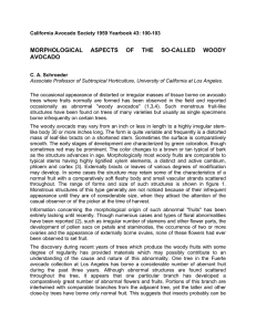 MORPHOLOGICAL ASPECTS OF THE SO-CALLED WOODY AVOCADO
