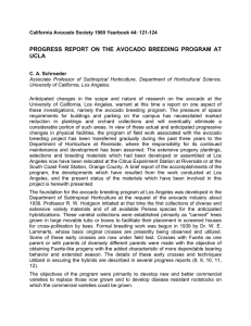 PROGRESS REPORT ON THE AVOCADO BREEDING PROGRAM AT UCLA