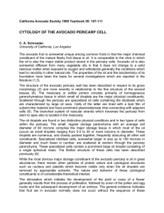 CYTOLOGY OF THE AVOCADO PERICARP CELL