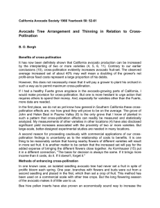 Avocado Tree Arrangement and Thinning in Relation to Cross- Pollination