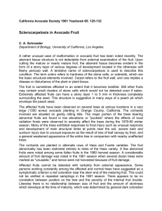 Sclerocarpelosis in Avocado Fruit