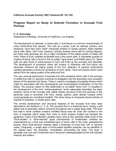 Progress Report on Study of Sclereid Formation in Avocado Fruit Pericarp