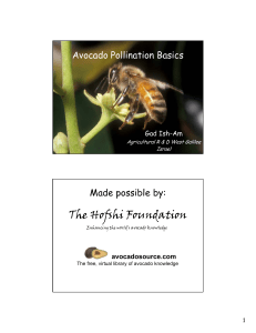 The Hofshi Foundation Avocado Pollination Basics Made possible by: Gad Ish-Am