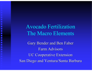 Avocado Fertilization The Macro Elements Gary Bender and Ben Faber Farm Advisors