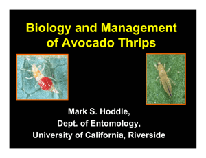 Biology and Management of Avocado Thrips Mark S. Hoddle, Dept. of Entomology,