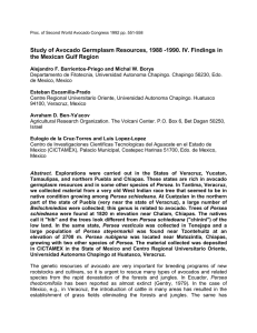 Study of Avocado Germplasm Resources, 1988 -1990. IV. Findings in