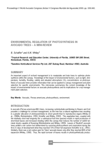 ENVIRONMENTAL REGULATION OF PHOTOSYNTHESIS IN AVOCADO TREES – A MINI-REVIEW B. Schaffer