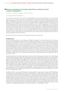 Microrna regulation of avocado adventitious rooting for clonal rootstock propagation