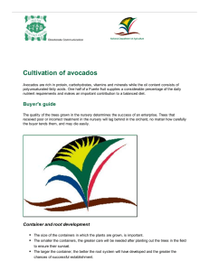 Cultivation of avocados