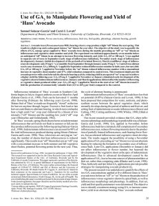 Use of GA to Manipulate Flowering and Yield of ‘Hass’ Avocado 3